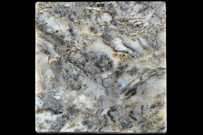 Rhynie Chert - Early Devonian Vascular Plant Fossils #86714